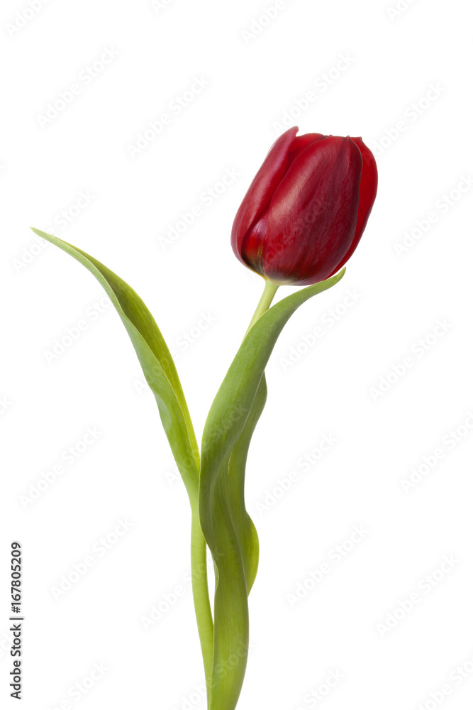 Red Tulip flower isolated on white background Red Tulip flower isolated on white background