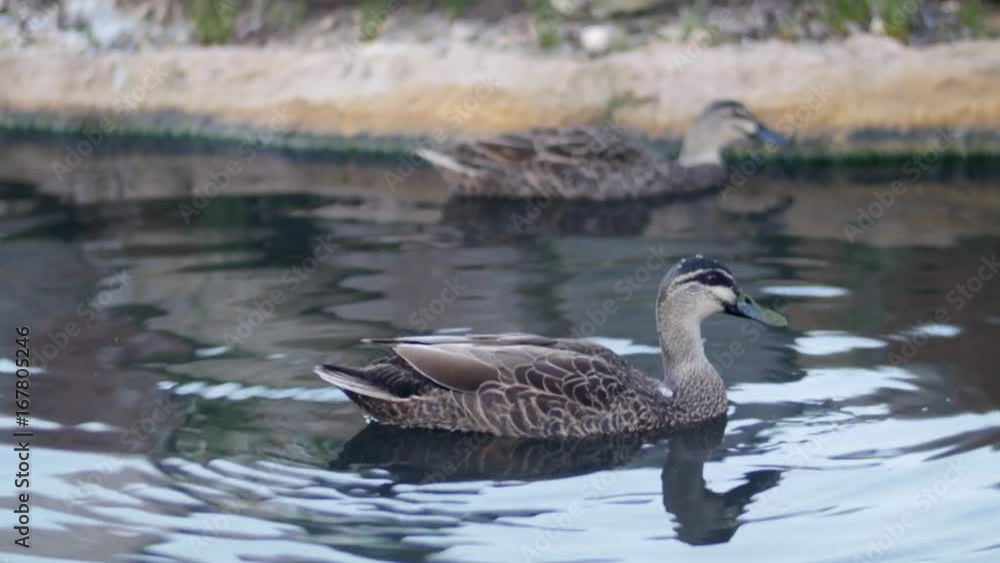 Duck Diving in Pond Close Up Duck Diving in Pond Close Up