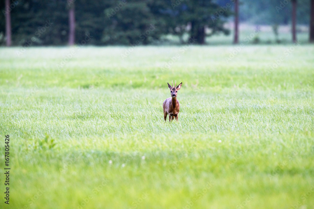 Roe deer buck in meadow looking towards camera. Roe deer buck in meadow looking towards camera.