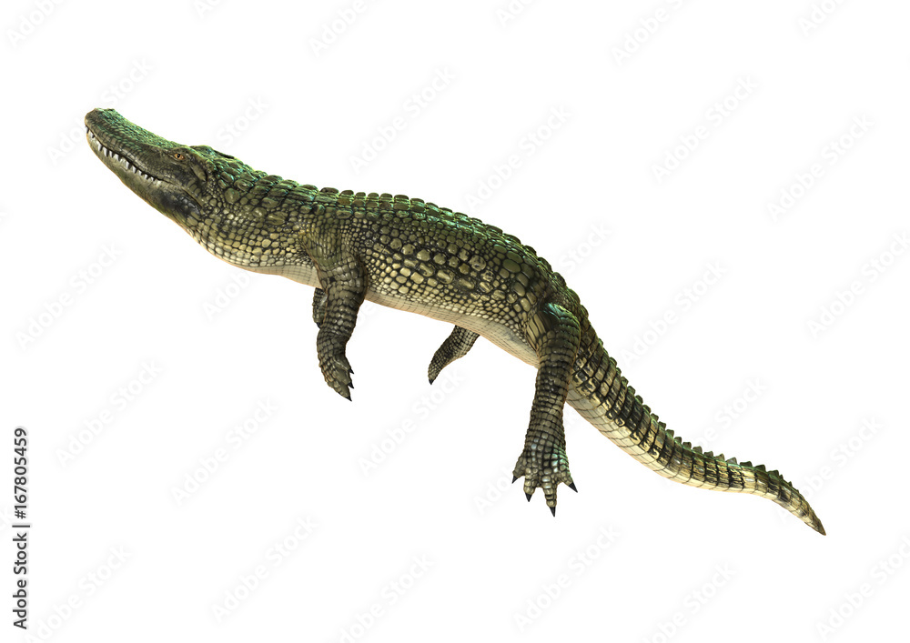 Naklejka premium 3D Rendering American Alligator on White