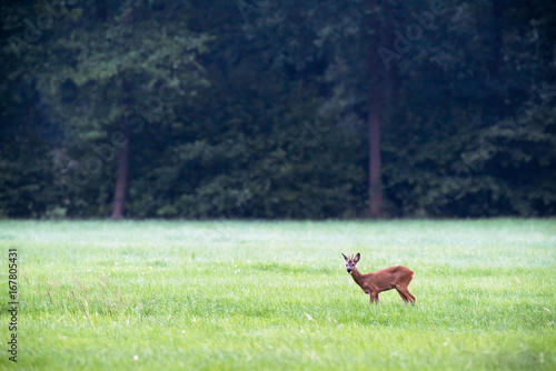 Fototapeta Naklejka Na Ścianę i Meble -  Roe deer buck feeding from grass in meadow.