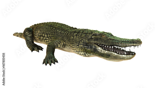 3D Rendering American Alligator on White © photosvac