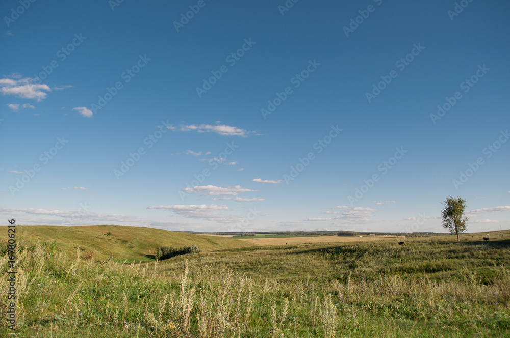Meadow, green grass and blue sky, horizon