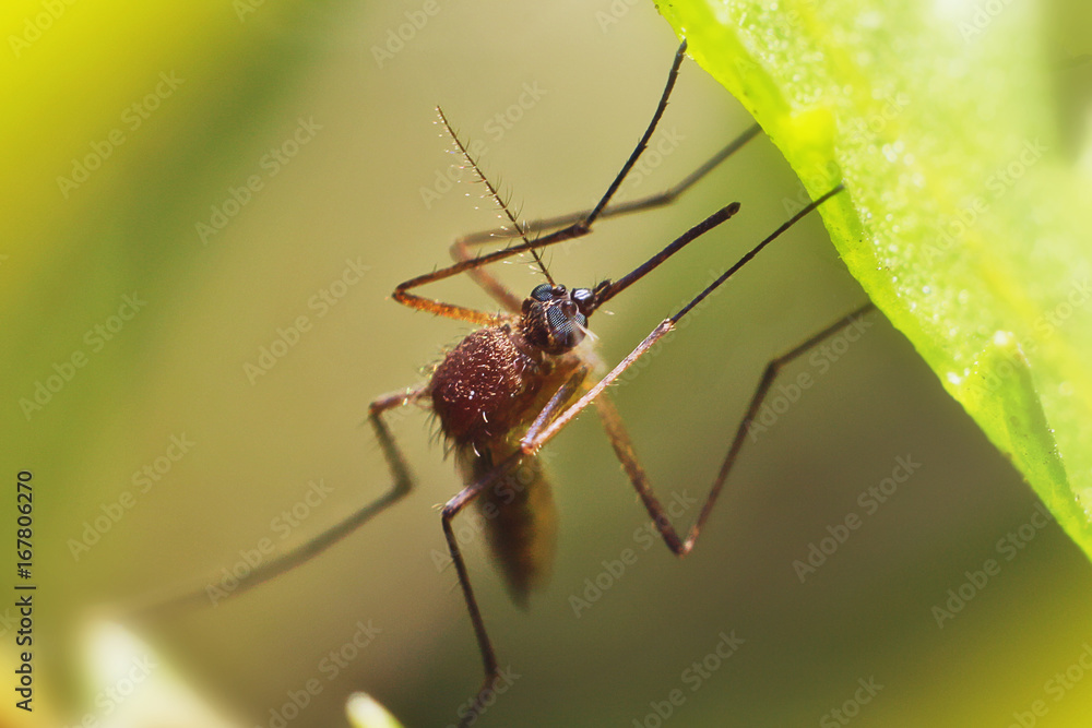 Mosquito Mosquito