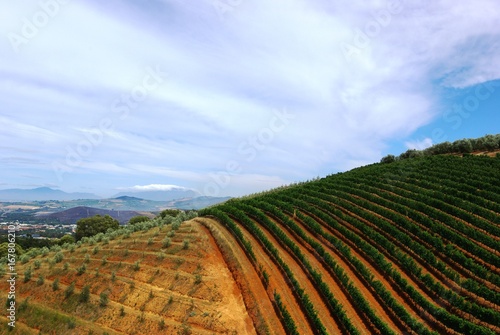 Views of vineyards in South Africa photo