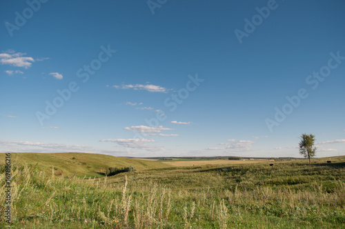 Meadow  green grass and blue sky  horizon