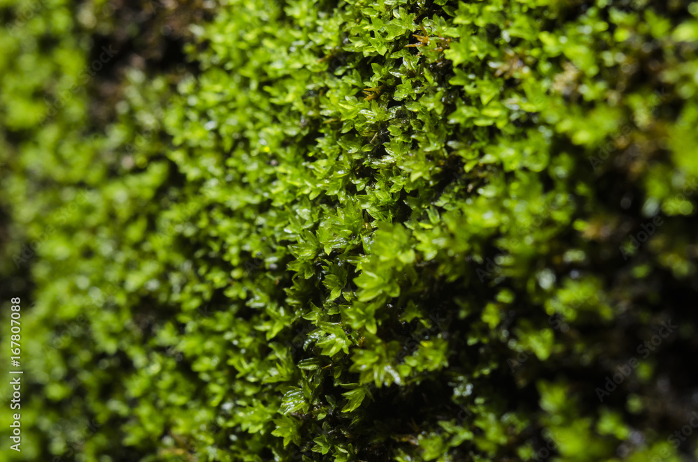 fern and moss in rainforest