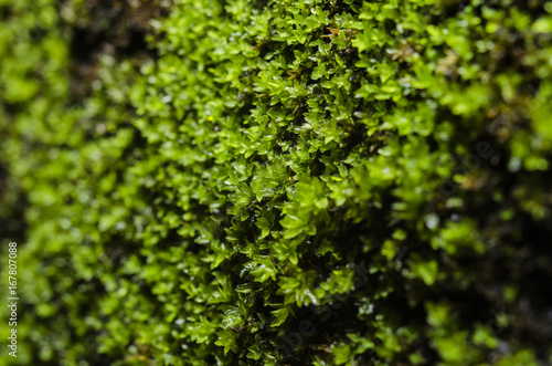 fern and moss in rainforest