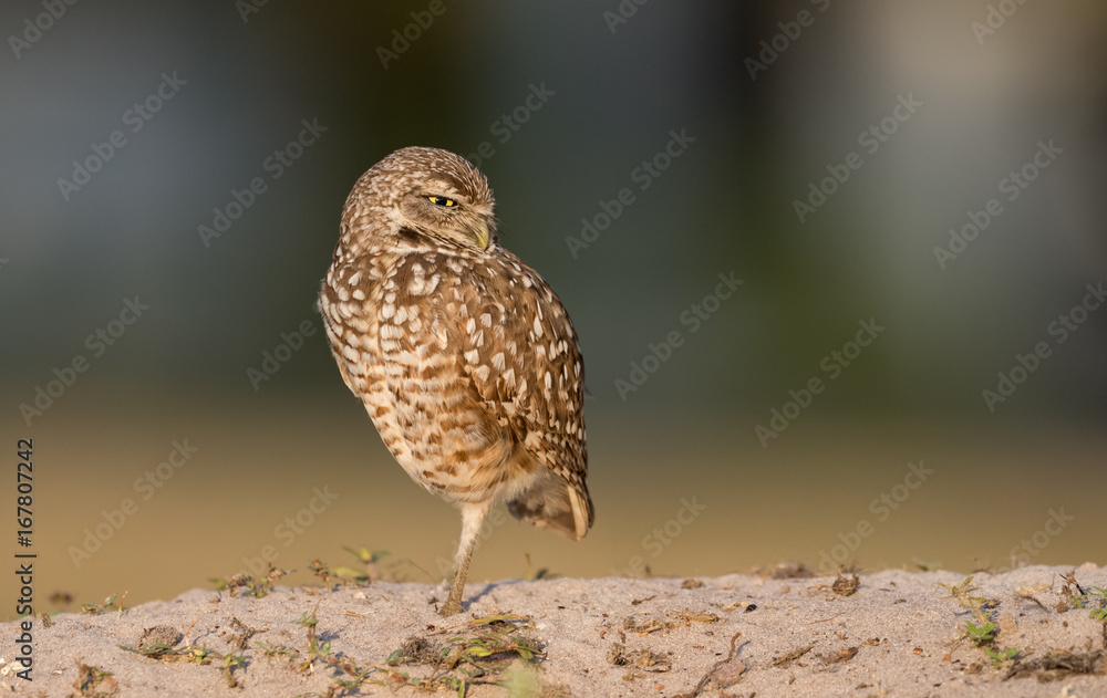 Fototapeta premium Burrowing Owl