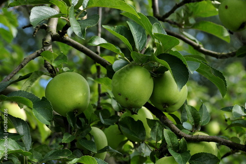 Äpfel am Apfelbaum in Streuobstwiese