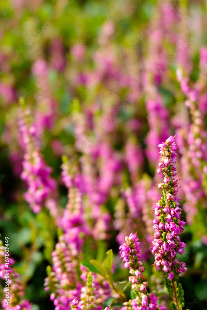 Obraz premium Detail of heather