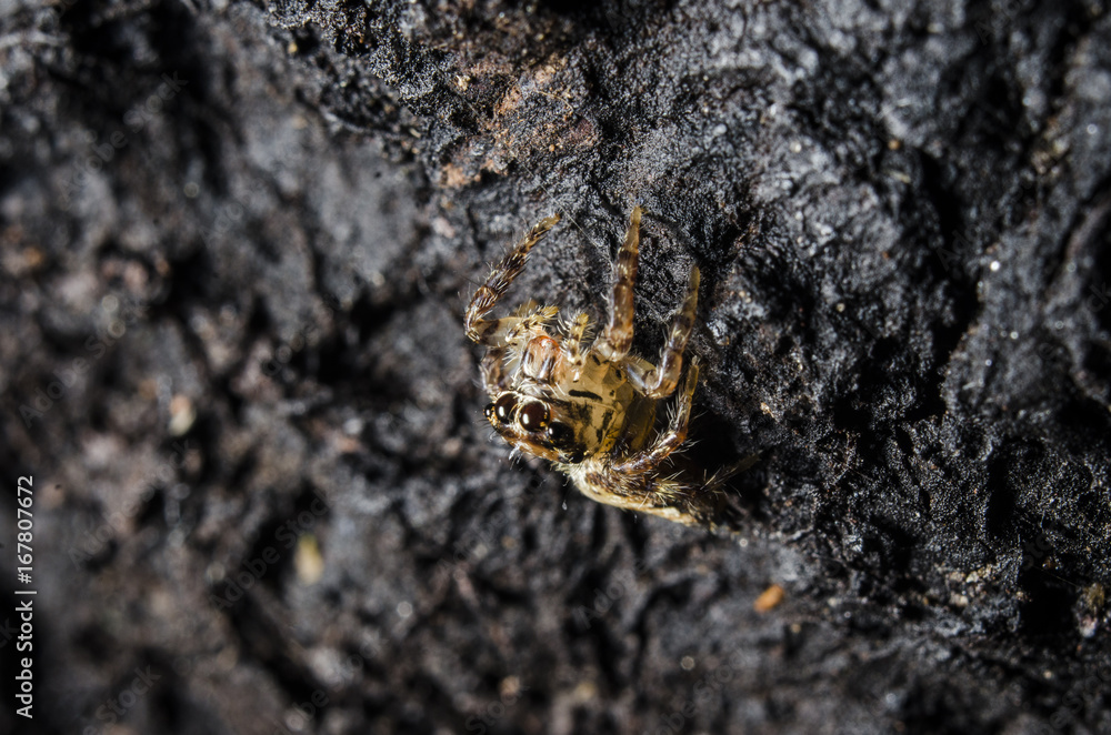 macro spider jump