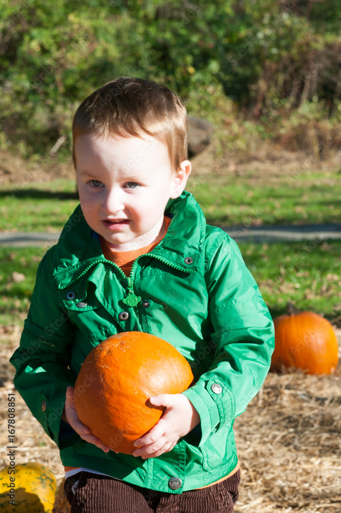 Fototapeta premium Young toddler boy outside holding a pumpkin with pumpkin fields in the background