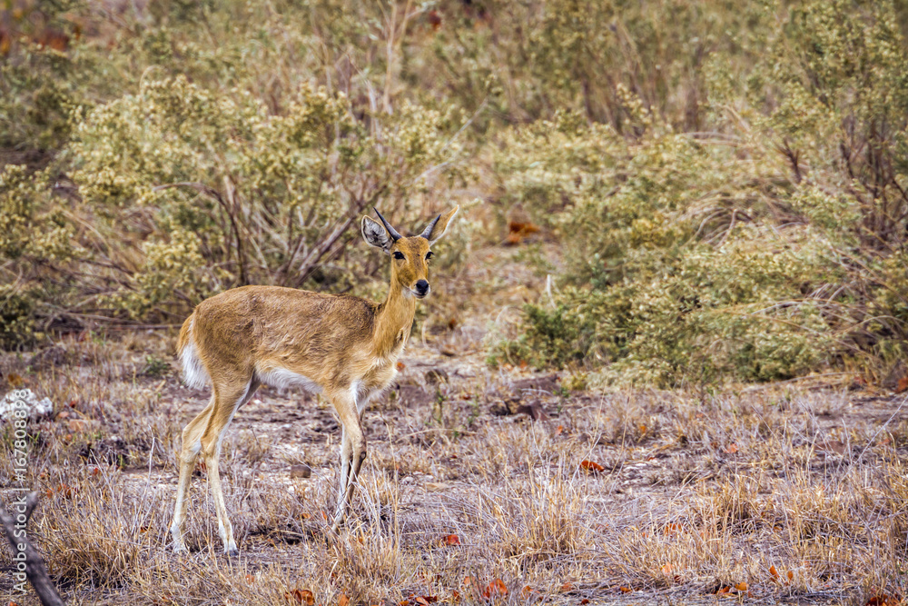 Oribi in Kruger National park, South Africa Oribi in Kruger National park, South Africa