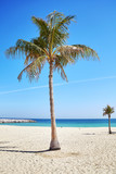 Palm trees on a beautiful beach, summer holidays concept.