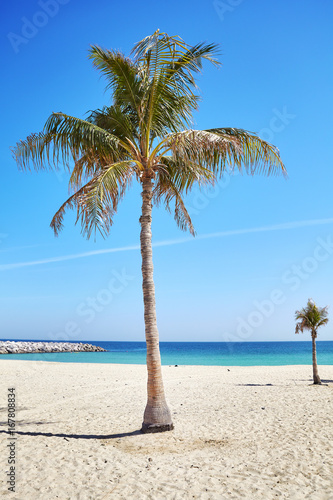 Palm trees on a beautiful beach  summer holidays concept.