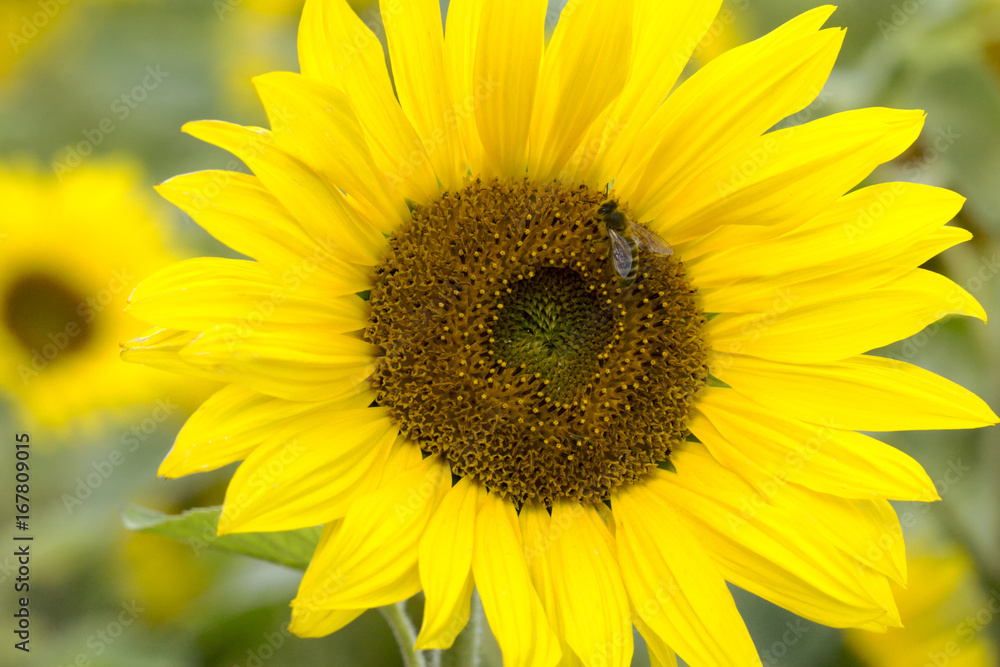 Schöne Sonnenblume mit einer Biene