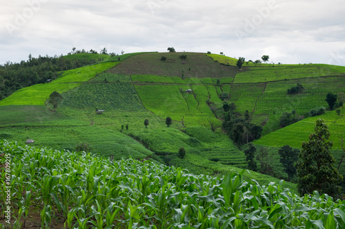 Corn farm and stepped rice terrace, Maecham, Chiangmai, Thailand photo