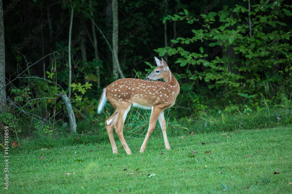 Baby Deer In Grass In Summer Baby Deer In Grass In Summer