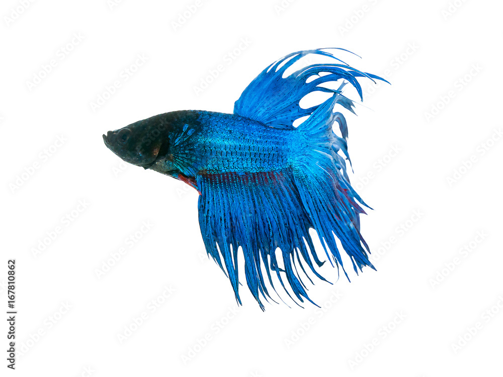 capture the moving moment beautiful of siam blue halfmoon betta fish in thailand on white background.