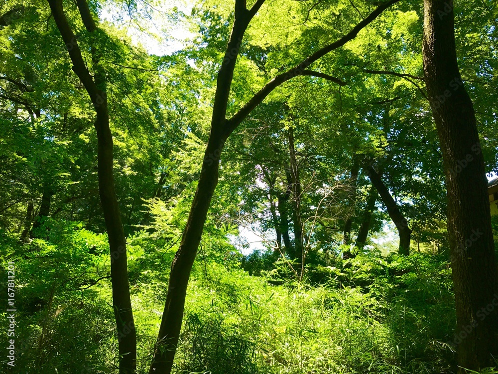 木々 木々