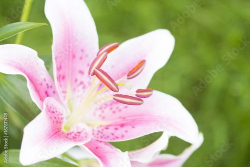 Lilien Blüte blühend weiß/rosa 