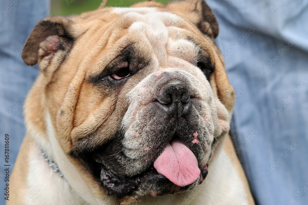 close-up portrait of english bulldog at the dog show