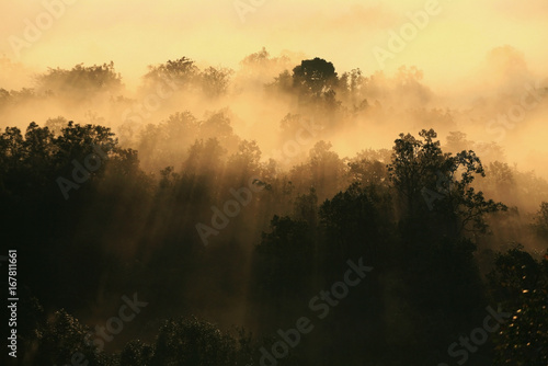 sunbeam through the mist and wood