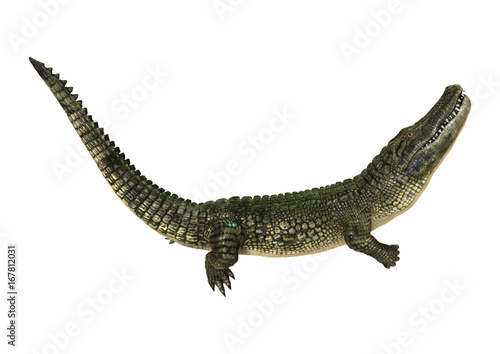 3D Rendering American Alligator on White