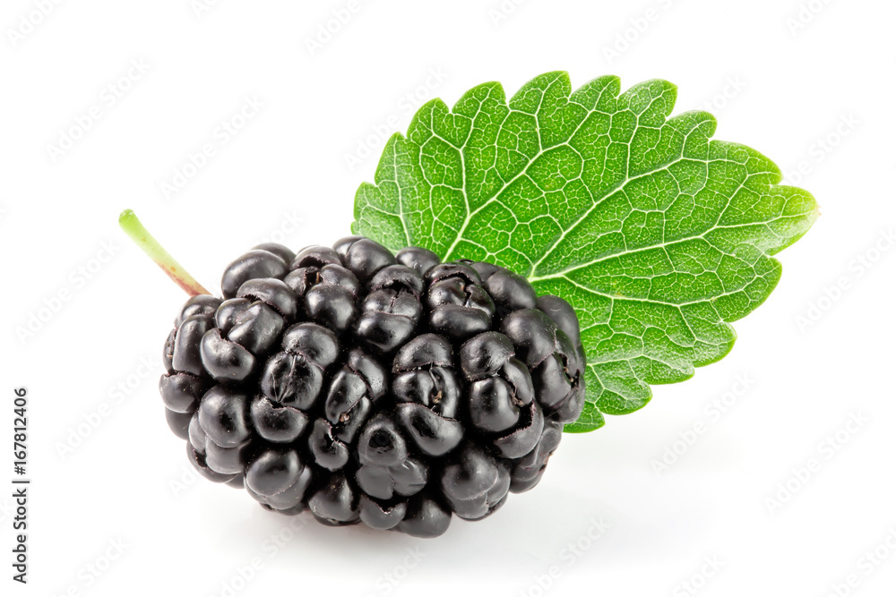 Mulberry berry with leaf isolated on white background macro Mulberry berry with leaf isolated on white background macro