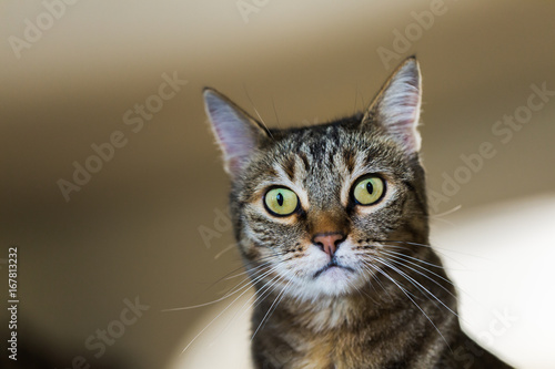 Fototapeta Naklejka Na Ścianę i Meble -  Portrait of a Healthy Mature Cat with Green Eyes