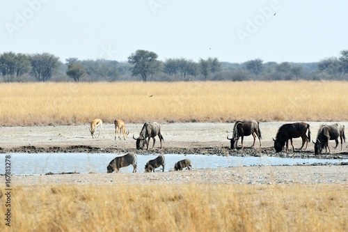 Warthog, wildebeests and zebras, Khama Rhino Sanctuary, Botswana © Alessandro