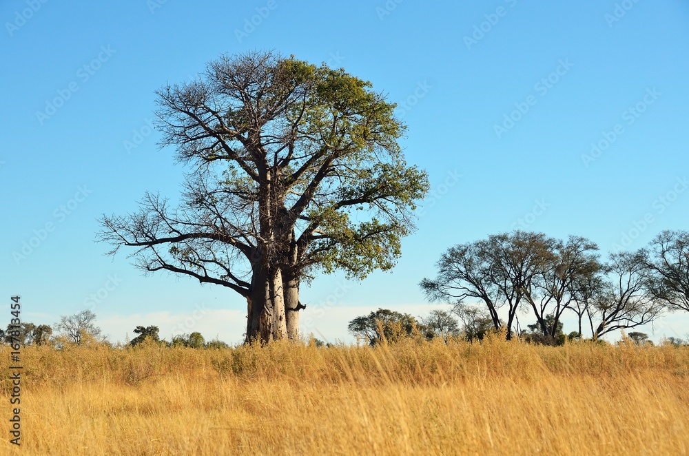 Baobab tree in the Okavango delta, Botswana
