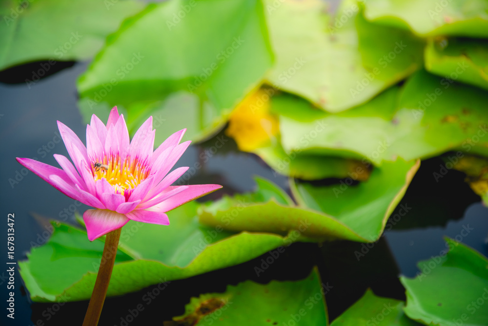 A little bee on lotus flower and Lotus flower plants A little bee on lotus flower and Lotus flower plants