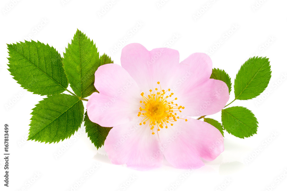Rosehip flower with leaf isolated on white background Rosehip flower with leaf isolated on white background