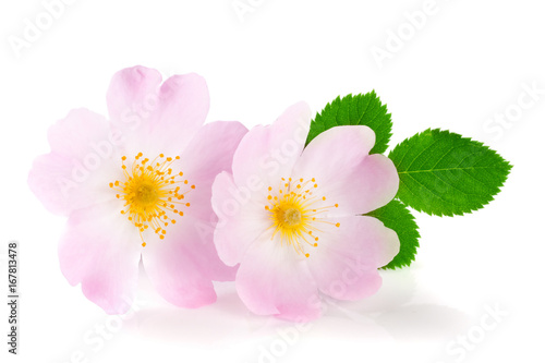 Rosehip flowers with leaf isolated on white background