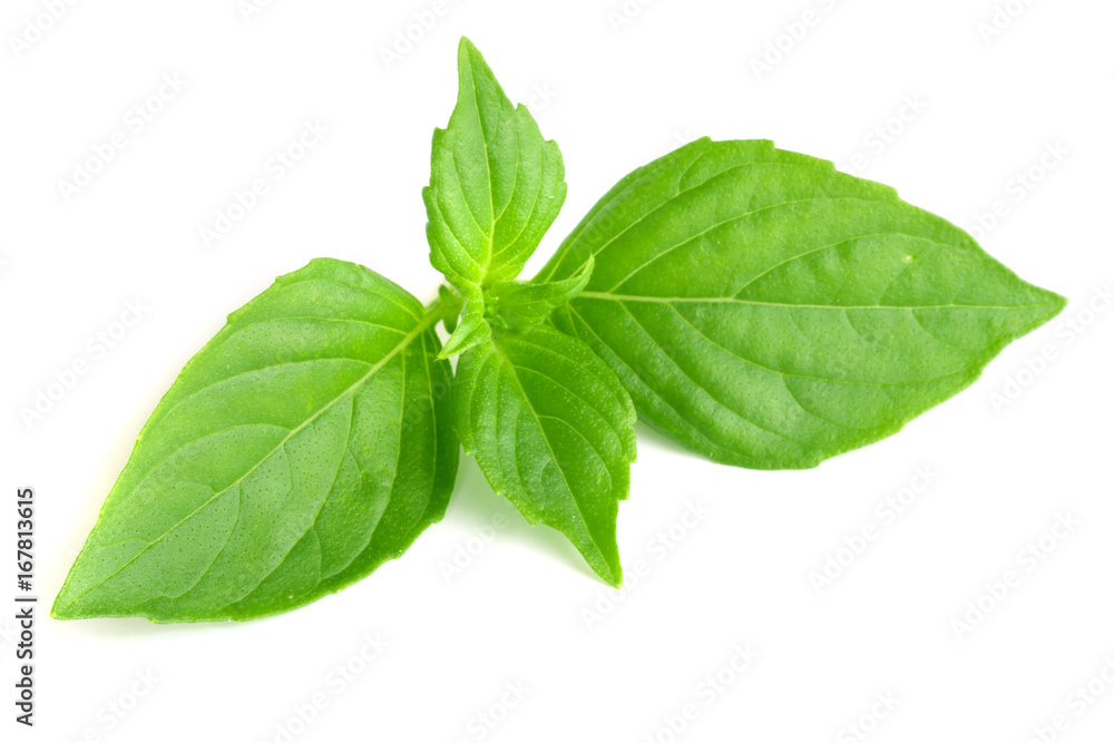 basil herb leaves isolated on white background closeup basil herb leaves isolated on white background closeup