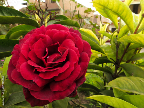 La belleza de una Rosa (ID: 167813646)