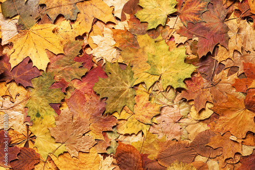 Seasonal autumn background of colorful leaves.
