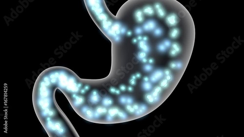 Anatomy visualisation of the digestive process in a human stomach.
