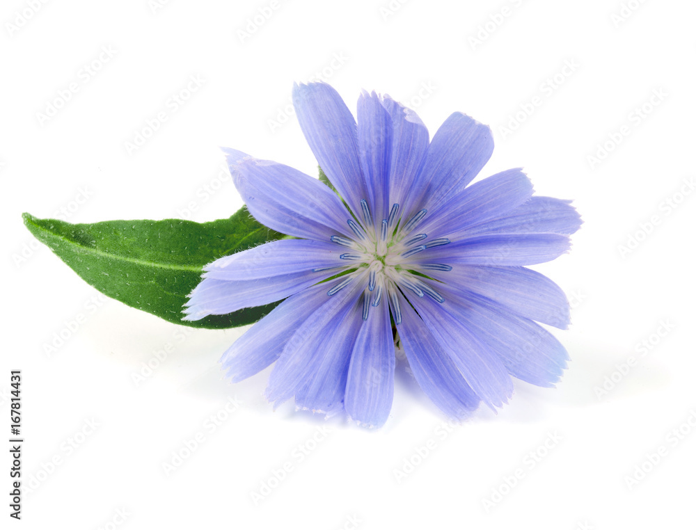 Chicory flower with leaf isolated on white background macro