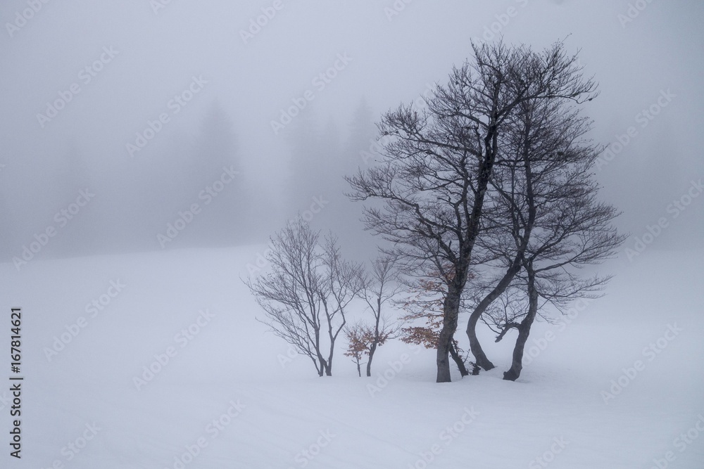 Fototapeta premium Bäume im Nebel