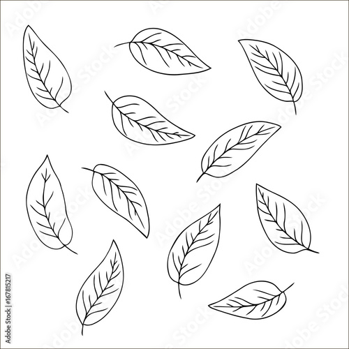 vector contour set of leaves