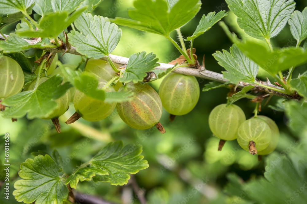 Red and green gooseberries berries ripening on the shrub, healthy, raw, sour and tasty fruits