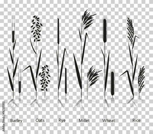 Cereals plants set. Carbohydrates sources. Silhouette icons with reflection on transparent background. Vector illustration.