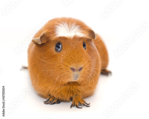 Cute guinea pig with a funny expression isolated on white (shallow DOF, selective focus on the guinea pig nose)