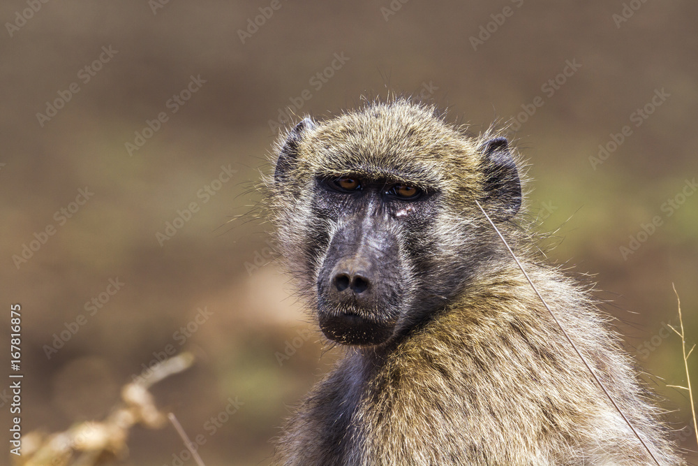 Chacma baboon in Kruger National park, South Africa Chacma baboon in Kruger National park, South Africa