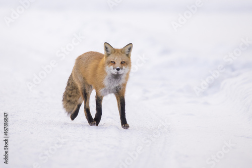 Red fox in winter