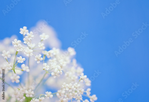 Beautiful blurred white flowers against the light blue background (very shallow DOF, selective focus), copyspace on the right for your text