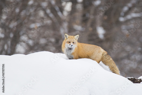 Red fox in winter © Mircea Costina